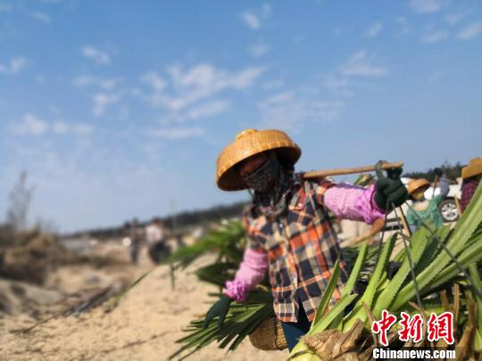 陶凤交在担着野菠萝在沙地上前行。 王子谦 摄 陶凤交在担着野菠萝在沙地上前行。 王子谦 摄