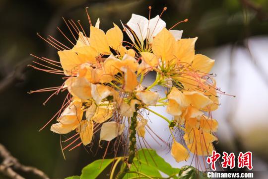 广州鱼木繁花怒放笑面迎人 李建基 摄 广州鱼木繁花怒放笑面迎人 李建基 摄