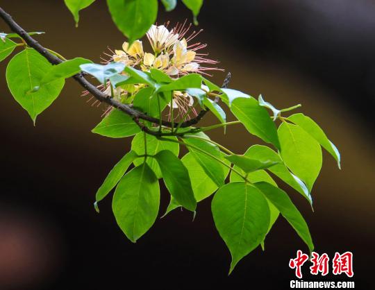 广州鱼木繁花怒放笑面迎人 李建基 摄 广州鱼木繁花怒放笑面迎人 李建基 摄
