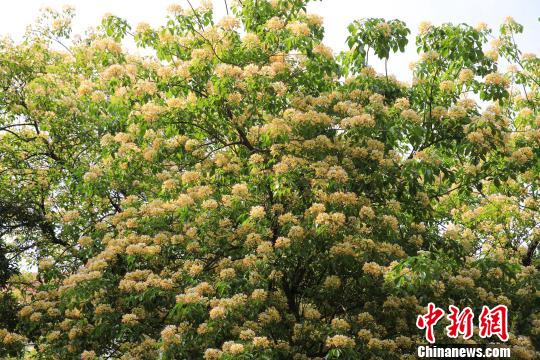 广州鱼木繁花怒放笑面迎人 李建基 摄 广州鱼木繁花怒放笑面迎人 李建基 摄