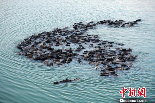 图说:“百牛渡江”生态奇观。刘永红 摄 刘永红 摄 图说:“百牛渡江”生态奇观。刘永红 摄 刘永红 摄