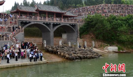 图说:往届蓬安嘉陵江放牛节开闸放牛精彩现场。刘永红 摄 刘永红 摄 图说:往届蓬安嘉陵江放牛节开闸放牛精彩现场。刘永红 摄 刘永红 摄